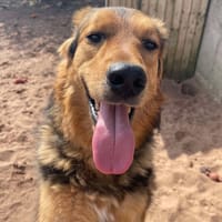 Derry, dog to adopt