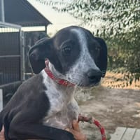 DIXIE  (Martina), chienne à adopter