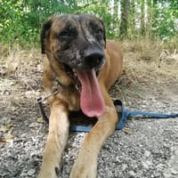 BRETZEL, chien à adopter
