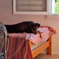 VAIANA, chienne à adopter