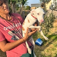 LYRA  (Martina), chienne à adopter