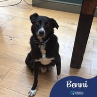 Benni, dog to adopt