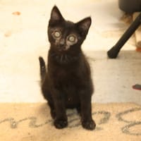 ATOME, chat à adopter