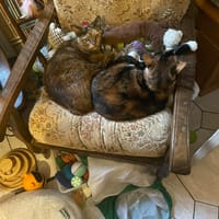 Caline  et Erbalunga, chatte à adopter