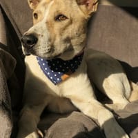 Sunny, chien à adopter