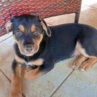 Delhia, chienne à adopter