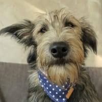 Nora, chienne à adopter