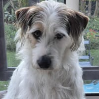 Caramelle, chienne à adopter