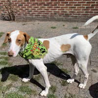 Guus, reutjes ter adoptie