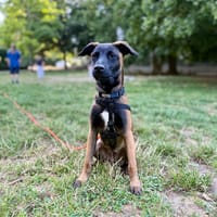 ACE, chienne à adopter