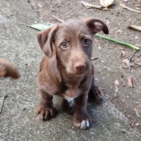 EKKO, chien à adopter