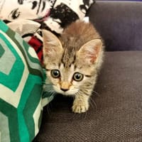 MITSU, chat à adopter
