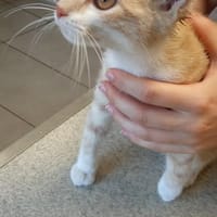 SUNA, chatte à adopter