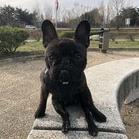 TOKYO, chien à adopter