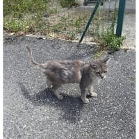 CHIARA, chatte à adopter