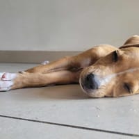 APPLE notre belle pomme créole, chienne à adopter