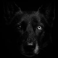 ALPHA, chien à adopter