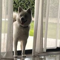 RAGNARD, chien à adopter