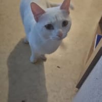CHICHI, chatte à adopter