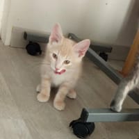 OPALE, chat à adopter