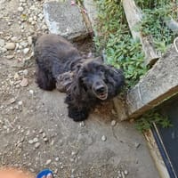 NOISETTE, chienne à adopter