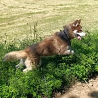 VOLF, chien à adopter