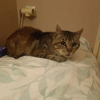 CHOCO, chat à adopter