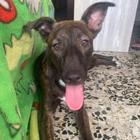 MÍA, perra en adopción
