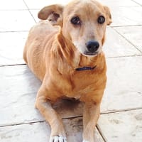 MUSA, perra en adopción