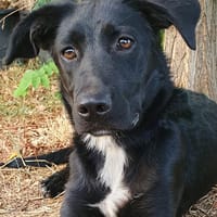 FLOPPY, perro en adopción
