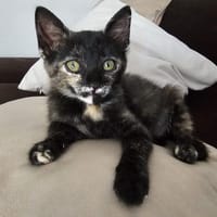 MOLLY, {género}