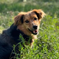 Sara, suczka do adopcji
