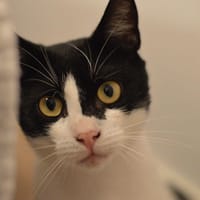 Sandacz, kot do adopcji