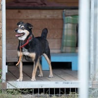 Jasper, pies do adopcji