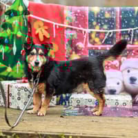 Trufel, pies do adopcji