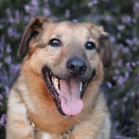 Ber, pies do adopcji