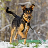 Nova, suczka do adopcji