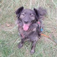 Skittles, pies do adopcji