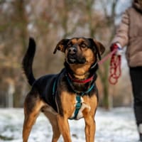 Pat, pies do adopcji