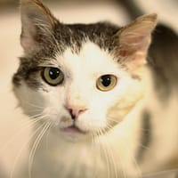 Vittorio, kot do adopcji