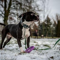 Baxter, pies do adopcji