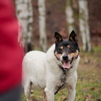Sajgon, pies do adopcji