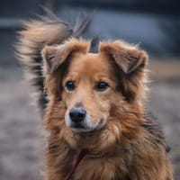 Wawer, pies do adopcji