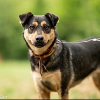 Frappe, suczka do adopcji