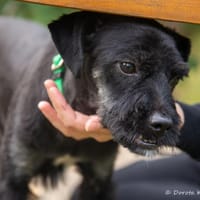 Lexus, pies do adopcji