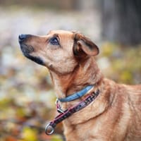 Luki, pies do adopcji