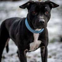 Aston, pies do adopcji