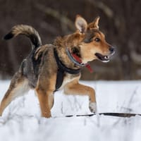 Sisi, suczka do adopcji