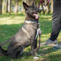 Kama, suczka do adopcji