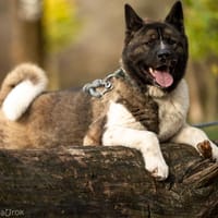 Hektor, pies do adopcji